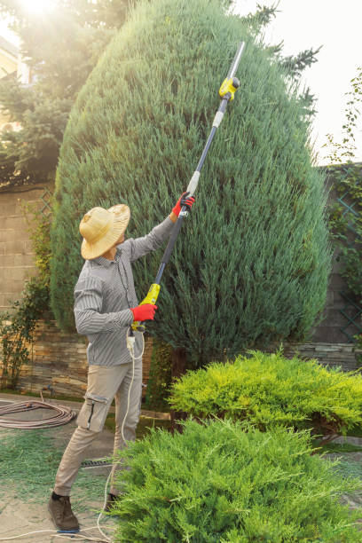 Best Fruit Tree Pruning  in Ormond By The Sea, FL